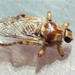 Hippobosca longipennis - Photo 由 ajott 所上傳的 (c) ajott，保留部份權利CC BY