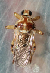 Hippobosca longipennis