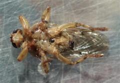 Hippobosca longipennis