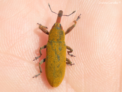 Lixus linearis