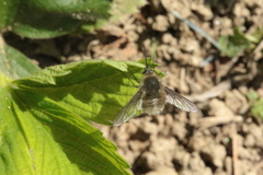 Bombylius cinerascens