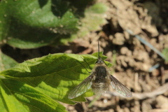 Bombylius cinerascens