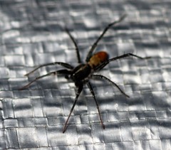 Nyssus