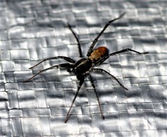 Nyssus