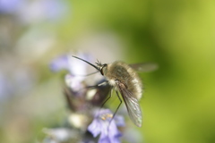 Bombylius cinerascens