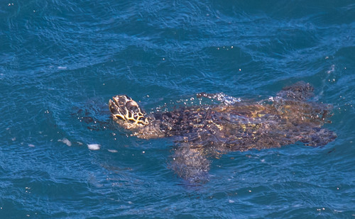 Eretmochelys imbricata observed 2016-06-09