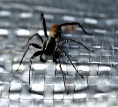 Nyssus