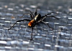 Nyssus