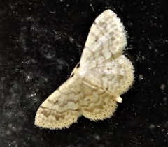 Idaea pilosata