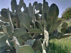 Opuntia