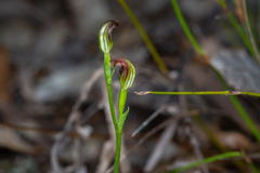 Pterostylis nigricans