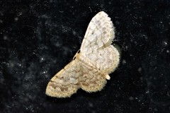 Idaea pilosata