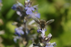 Bombylius cinerascens