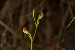 Pterostylis nigricans
