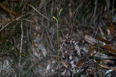 Pterostylis nigricans