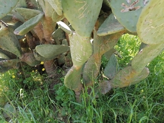Opuntia