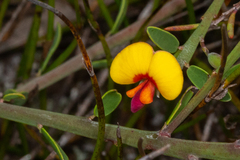 Bossiaea heterophylla