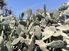 Opuntia