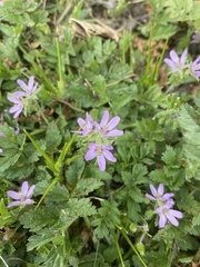 Erodium moschatum