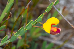 Bossiaea heterophylla