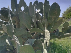 Opuntia