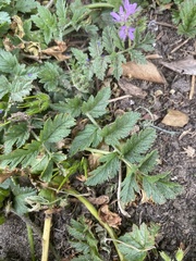 Erodium moschatum