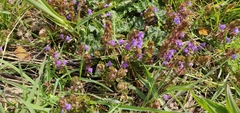 Glechoma hederacea
