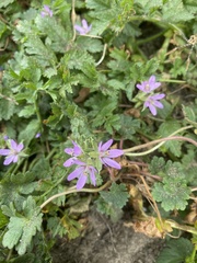 Erodium moschatum