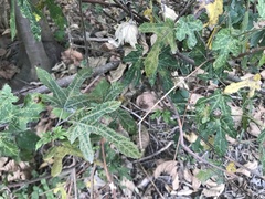 Abelmoschus sagittifolius