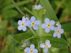 Myosotis secunda