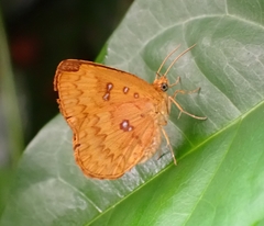 Tetragonus lycaenoides