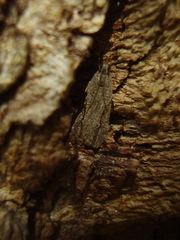 Eudonia bisinualis
