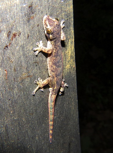 Hemiphyllodactylus titiwangsaensis