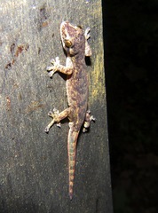 Hemiphyllodactylus titiwangsaensis