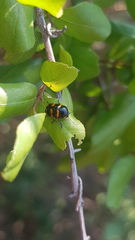 Cryptocephalus trifasciatus