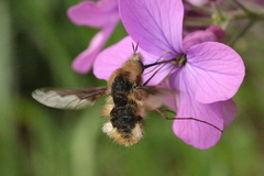 Bombylius cinerascens