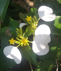 Mussaenda pubescens