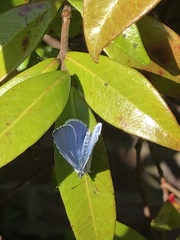 Celastrina argiolus