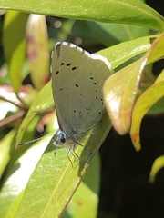 Celastrina argiolus