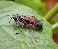 Liris subtessellatus