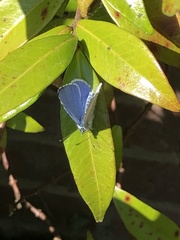 Celastrina argiolus