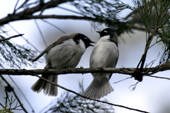 Melithreptus affinis