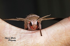 Daphnusa