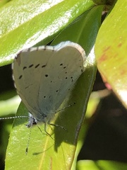 Celastrina argiolus