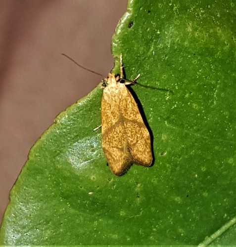 Blastobasis decolorella (Wollaston, 1858)
