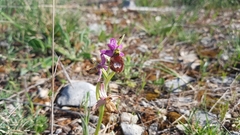 Ophrys bertolonii flavicans