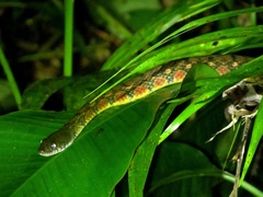 Triangle Keelback photo 4