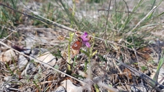 Ophrys bertolonii flavicans
