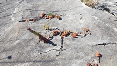 Petrosedum ochroleucum