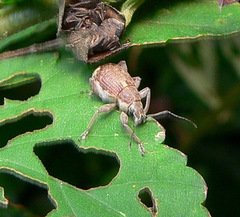 Sciobius